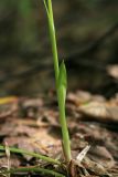 Carex vaginata