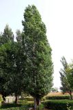 Populus italica