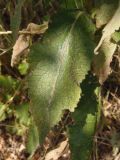 Verbascum ovalifolium