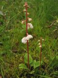 Pyrola rotundifolia ssp. maritima