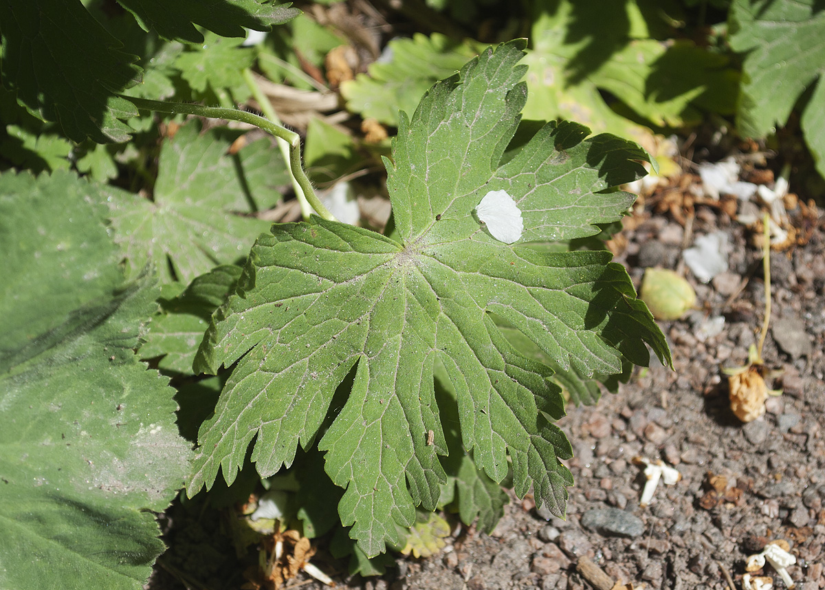 Изображение особи Geranium phaeum.