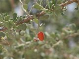 Nitraria retusa. Ветвь с листьями и плодами. Израиль, долина Арава, сухое русло. 24.05.2011.