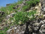 Astragalus demetrii. Цветущее растение. Краснодарский край, окр. г. Армавир, скальный выход. 06.05.2023.
