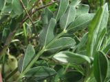 Astragalus calycinus. Лист (вид снизу). Краснодарский край, окр. г. Армавир, степной склон. 06.05.2023.