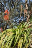 Aloe pluridens. Верхушка цветущего растения. США, Калифорния, Сан-Франциско, ботанический сад. 14.02.2014.