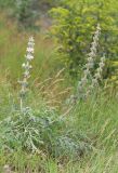 Phlomoides laciniata. Цветущее растение. Дагестан, окр. г. Избербаш, лугово-кустарниковое сообщество на склоне к шоссе. 12 июня 2021 г.