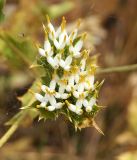 Cousinia triflora