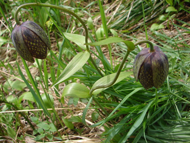 Изображение особи Fritillaria dagana.