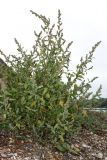 Chenopodium acerifolium