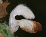 Phlomoides laciniata