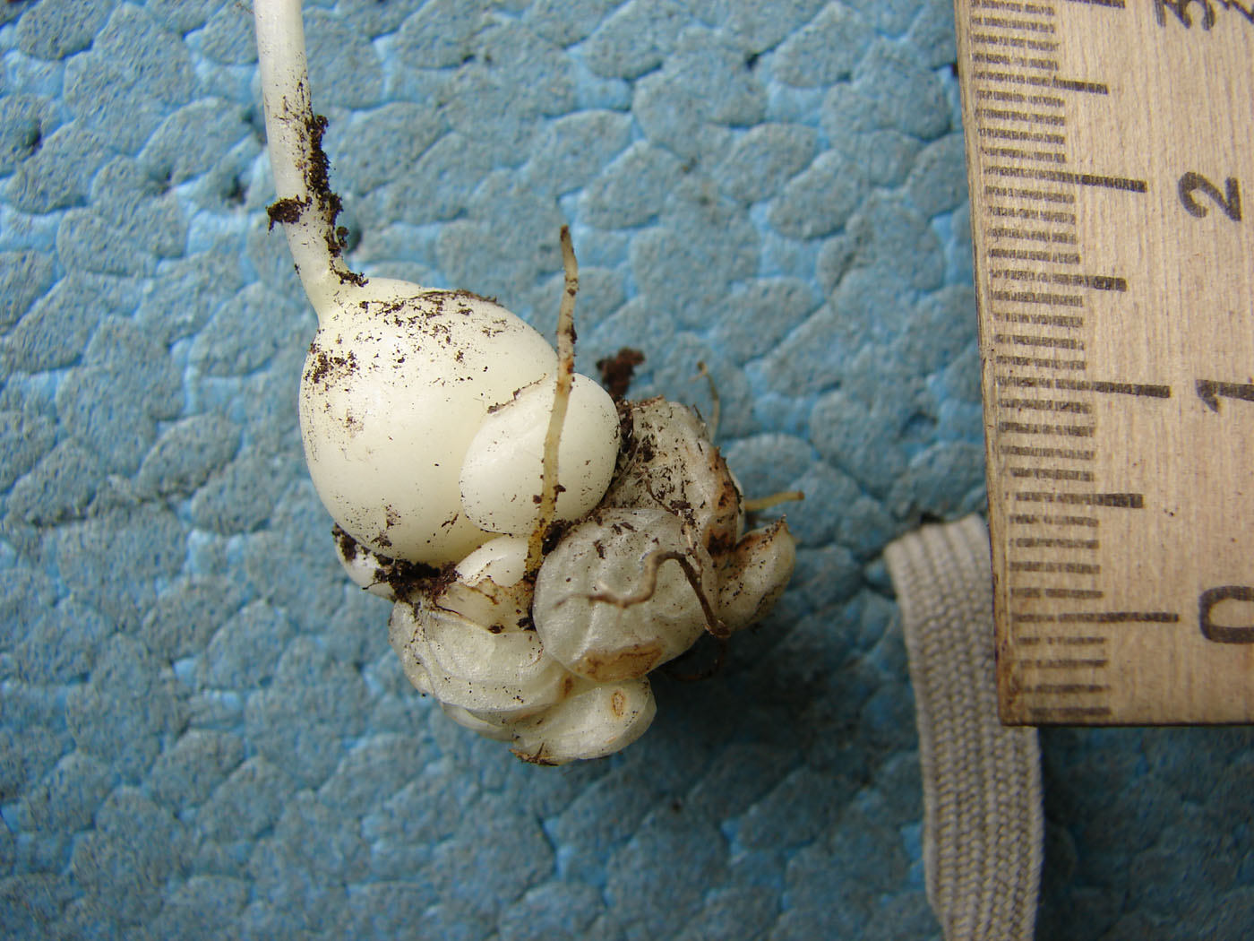 Image of Fritillaria dagana specimen.