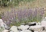 Teucrium canum. Цветущее растение. Дагестан, окр. с. Талги, сухой известняковый склон. 13 июня 2021 г.