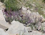 Teucrium canum. Цветущее растение. Дагестан, окр. с. Талги, сухой известняковый склон. 13 июня 2021 г.