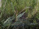 Astragalus ponticus