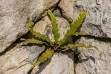 Phyllitis scolopendrium. Вегетирующее растение. Абхазия, г. Новый Афон, ущелье р. Псырцха, на скале. 18.02.2022.