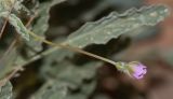 Monsonia heliotropioides. Цветок. Израиль, центральная Арава, песчаная котловина севернее нахаль Шизаф. 24.01.2019.
