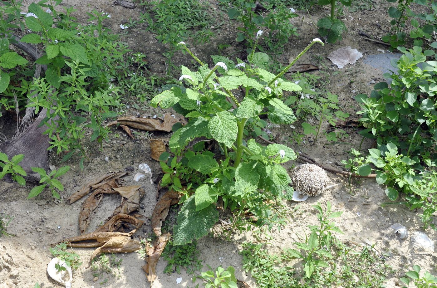 Изображение особи Heliotropium indicum.