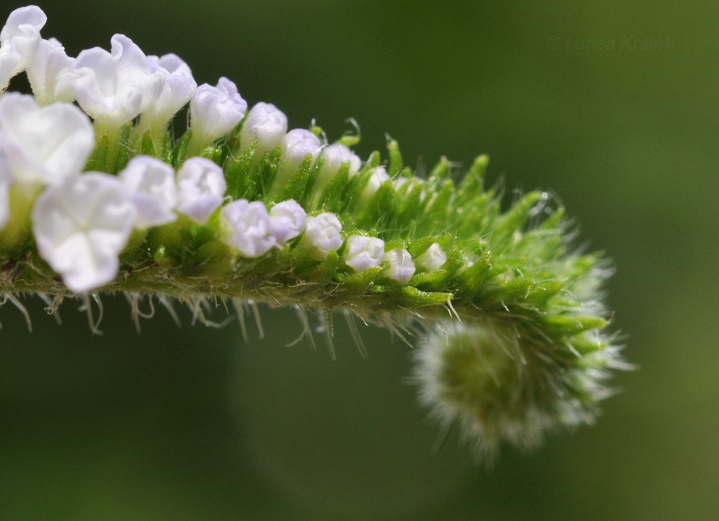 Изображение особи Heliotropium indicum.