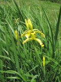 Iris halophila. Цветущее растение. Краснодарский край, Успенский р-н, степь. 23.05.2023.