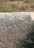 Phragmites australis. Побеги. Египет, мухафаза Эль-Гиза, окр. г. Саккара, пересохший водоём в каменисто-песчаной пустыне. 03.01.2024.