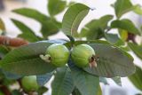 Psidium guajava. Незрелые плоды и листья. Израиль, г. Яффо, в культуре. 13.04.2024.