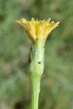 Scorzonera parviflora