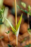Cerastium perfoliatum