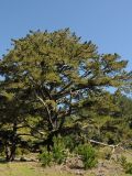 Pinus radiata. Взрослое дерево и молодой подрост. США, Калифорния, Пойнт Рейес. 24.02.2014.