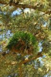 Pinus radiata. Ведьмина метла в кроне дерева. США, Калифорния, Пойнт Рейес. 24.02.2014.