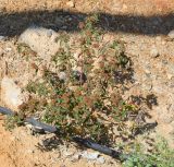 Euphorbia hirta. Плодоносящее растение в цветнике у дороги. Израиль, центральная Арава, пос. Сапир, сорное. 20.03.2017.