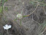 Lomelosia argentea