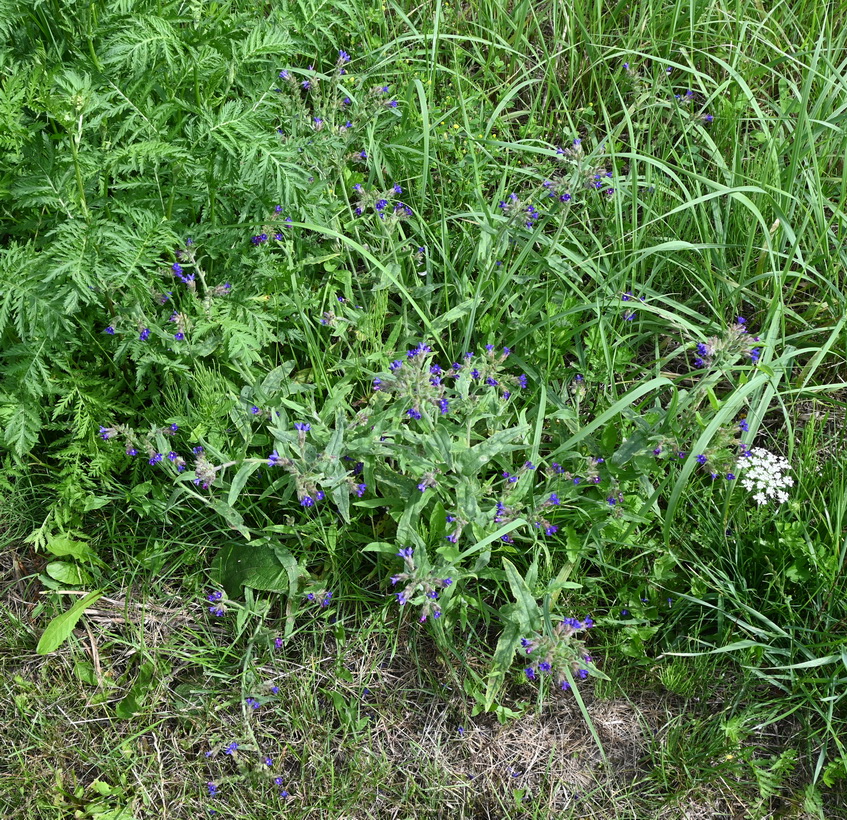 Изображение особи род Anchusa.