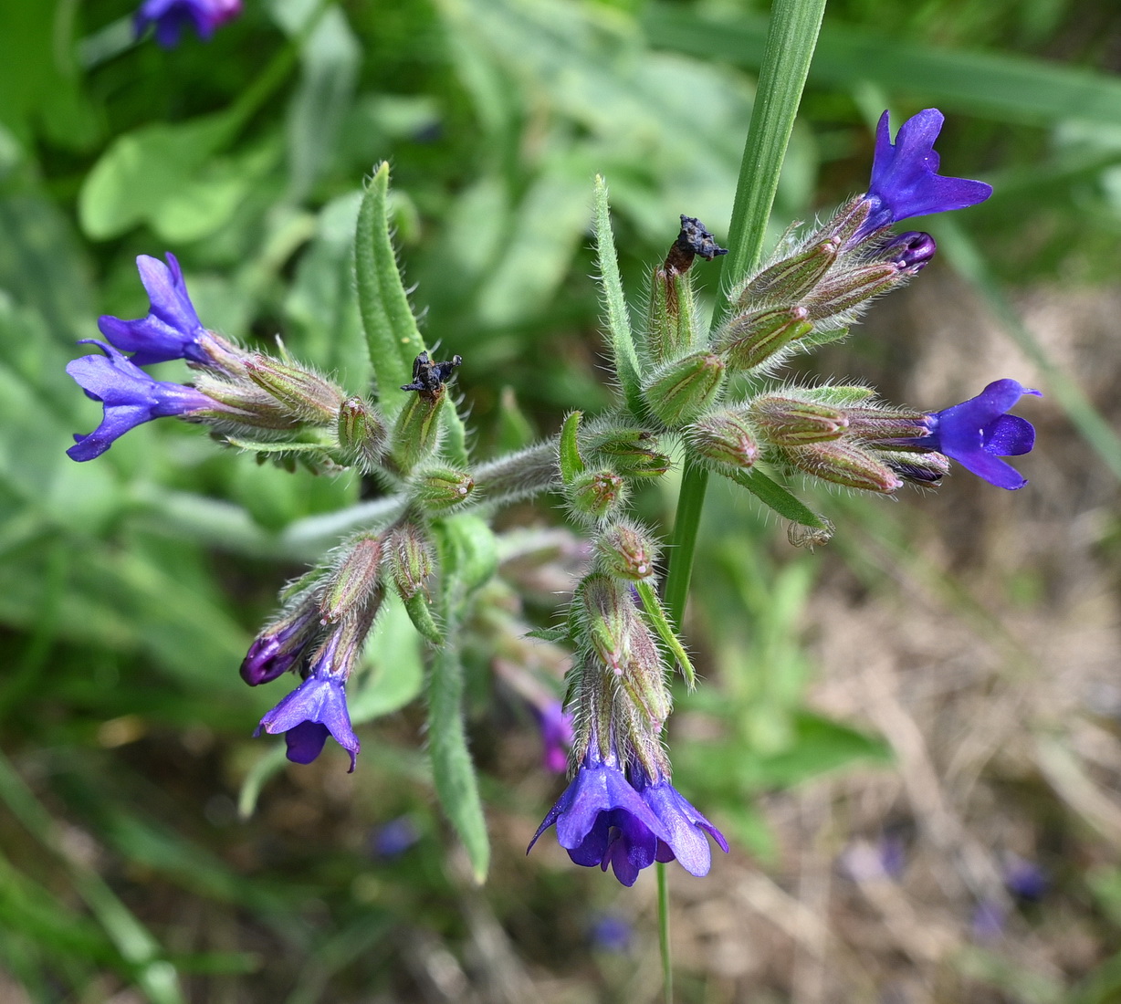 Изображение особи род Anchusa.
