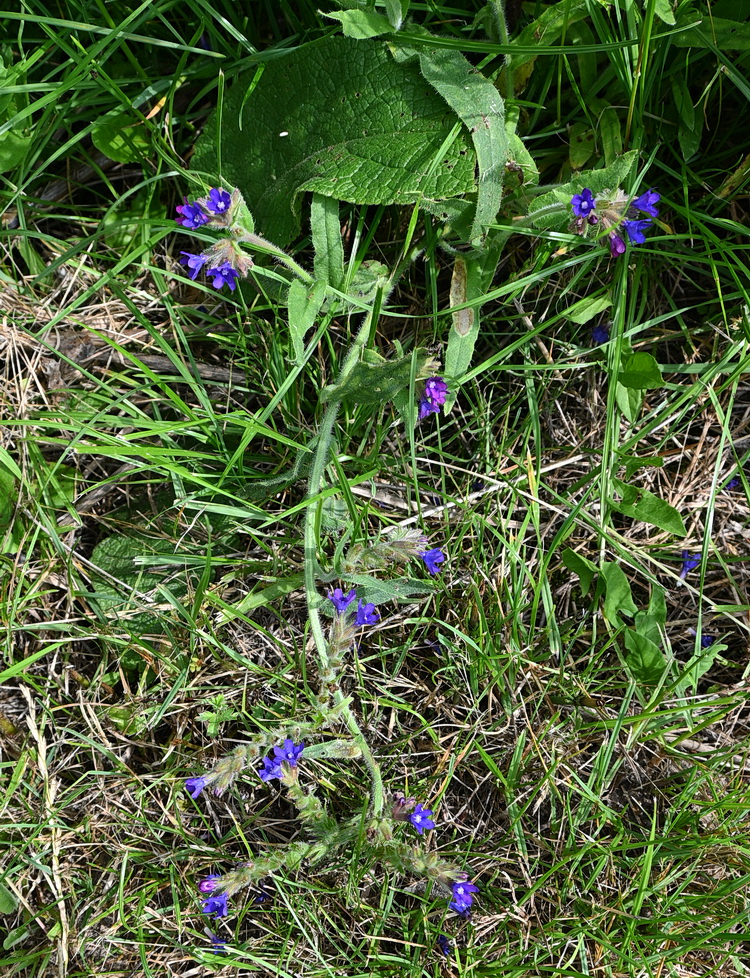 Изображение особи род Anchusa.