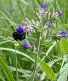 Изображение особи. Автор - Григорий Токарев