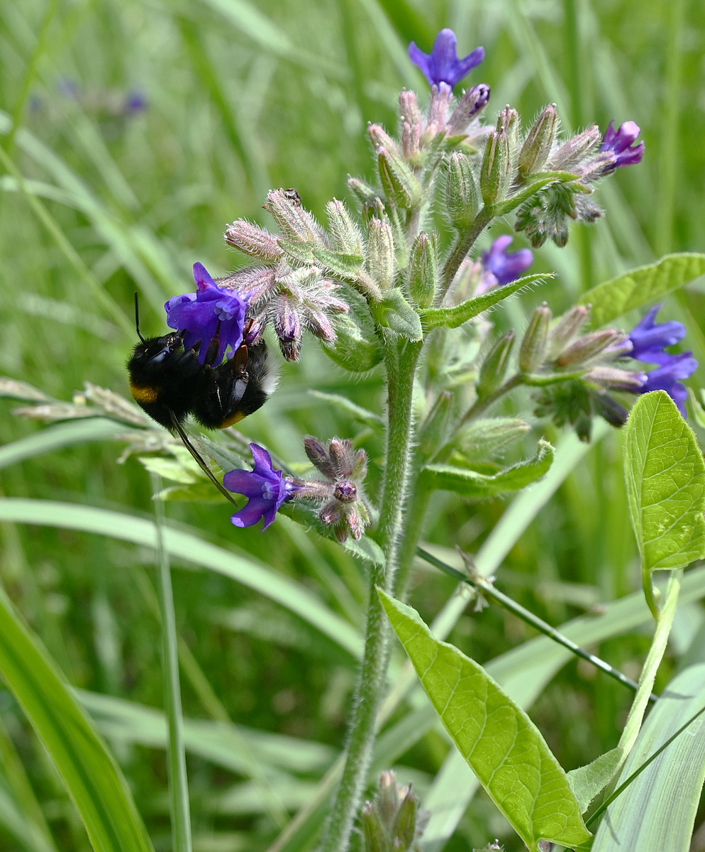 Изображение особи род Anchusa.
