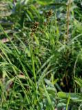 Carex polyphylla