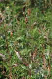 Persicaria &times; lenticularis