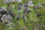 Carex juncella