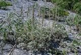 Artemisia stelleriana. Цветущие растения в сообществе с Leymus mollis. Курильские о-ва, о-в Итуруп, Белые скалы, песчаный пляж. 23.08.2023.