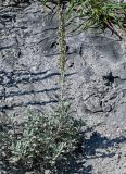 Artemisia stelleriana. Цветущее растение. Курильские о-ва, о-в Итуруп, Белые скалы, песчаный пляж. 23.08.2023.
