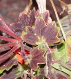 род Pelargonium