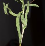 Pulicaria arabica