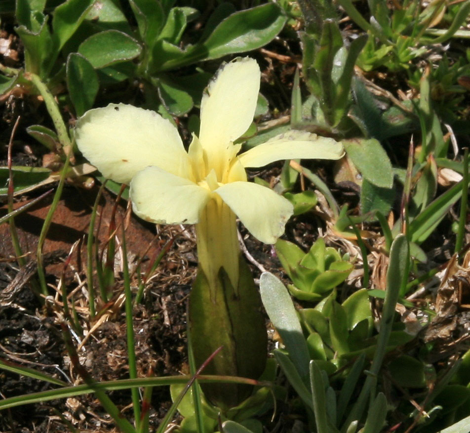 Image of Gentiana oschtenica specimen.