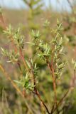 Salix rosmarinifolia