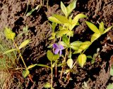 Vinca minor f. argenteo-variegata