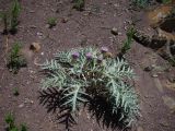 Hypacanthium echinopifolium