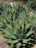 Agave shawii. Вегетирующие растения. США, Калифорния, Санта-Барбара, ботанический сад. 27.02.2017.