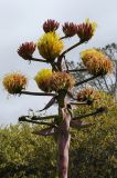 Agave shawii. Верхушка соцветия. США, Калифорния, Санта-Барбара, ботанический сад. 27.02.2017.