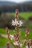 Asphodelus ramosus. Побеги соцветия. Израиль, национальный парк \"Бейт Гуврин\", луг. 17.02.2020.